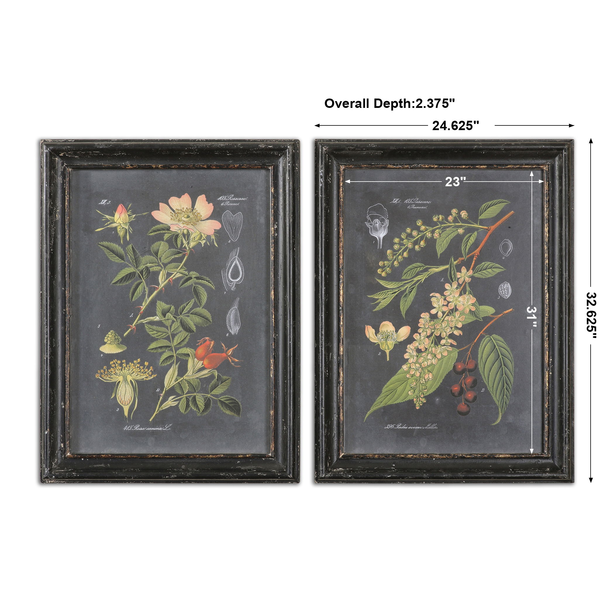 Midnight Botanicals Wall Art Set/2, Painting by Uttermost, 24.62" width x 32.62" height x 2.37" depth View 3