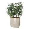 Crassula Jade Accent Plant, Artificial Plants & Flower by Uttermost, 18" width x 23.5" height x 13.75" depth thumbnail 3