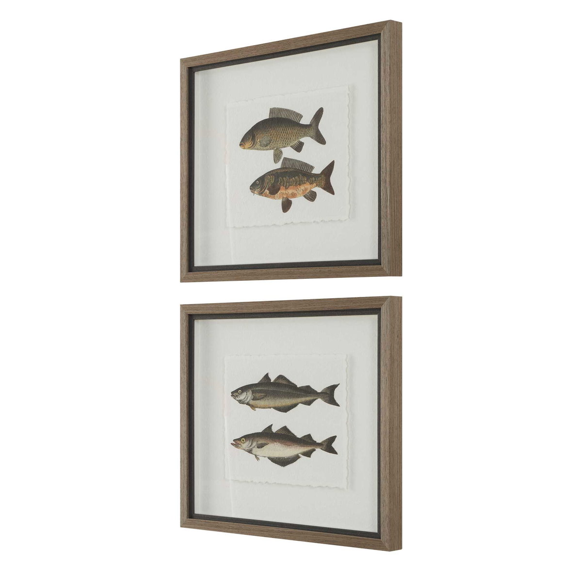 The Catch Framed Fish Prints Set/2, by Uttermost, 1'8.5" width x 1'6.25" height x 1.75" depth View 4
