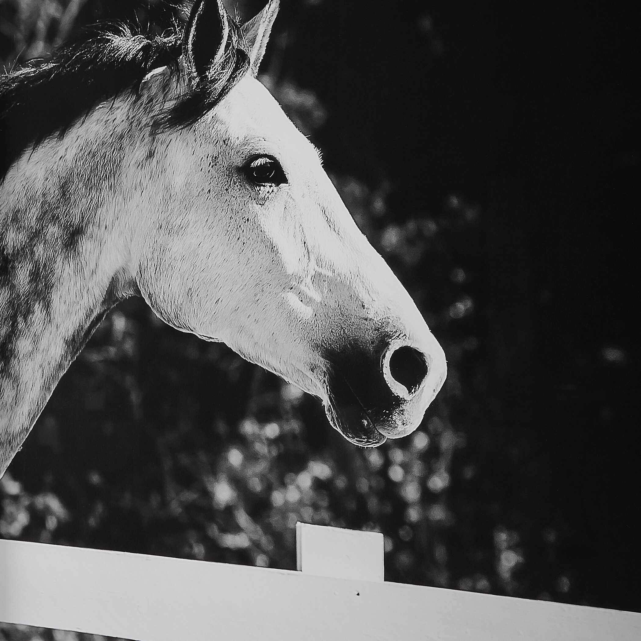 Galloping Forward Equine Prints Set/3 Galloping Forward Equine Prints Set/3 large image