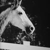 Galloping Forward Equine Prints Set/3 5 Galloping Forward Equine Prints Set/3 thumbnail 5
