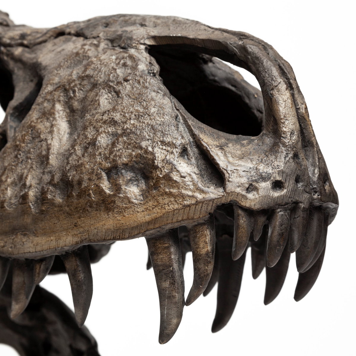 Lagrane 19L x 11W Brown Resin Tyrannosaurus T Rex Dinosaur Skull Replica, Decorative Object by Mercana, 19" length x 11" width x 20" height View 9