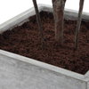 Sonora Olive Tree In Planter, Artificial Plants & Flower by Uttermost, 33" width x 89.25" height x 31.5" depth thumbnail 7