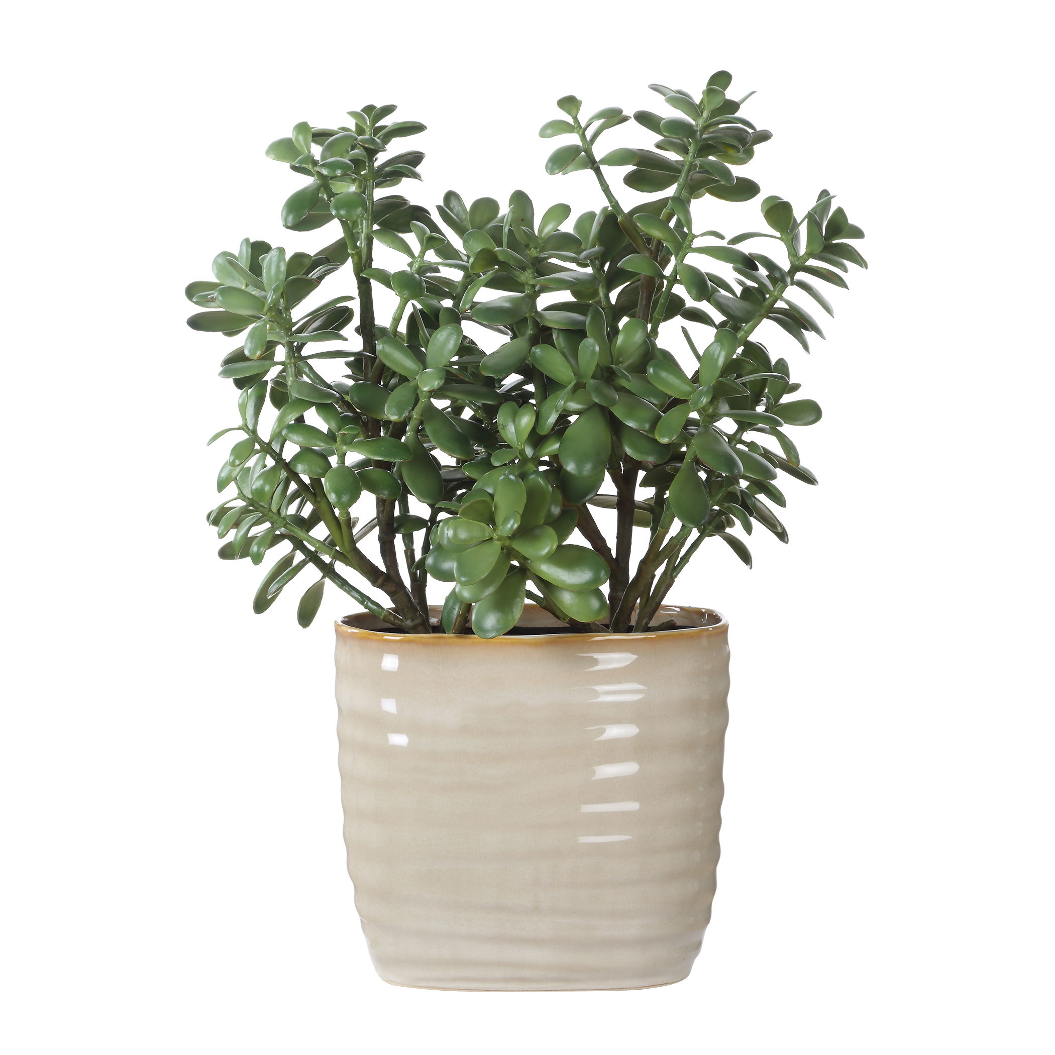 Crassula Jade Accent Plant large image 