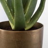 Arabia Aloe Planter, Decorative by Uttermost, 19.7" width x 37" height x 19.7" depth thumbnail 4