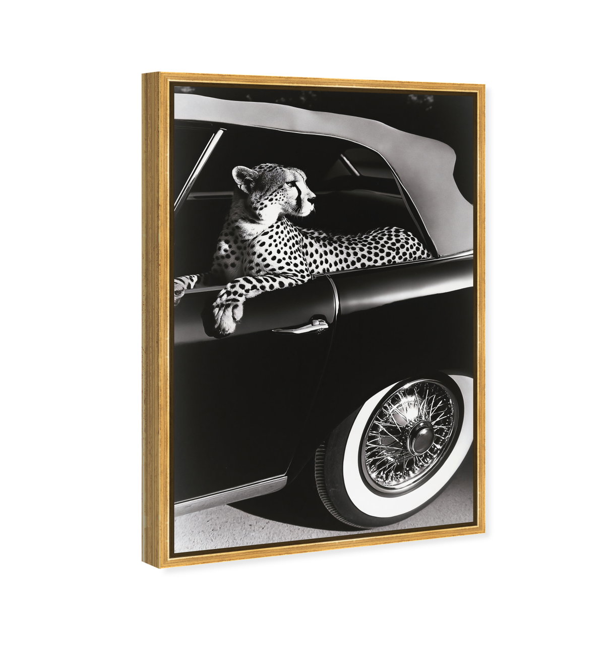 Convertible Feline I (No Embellishment), Art by Oliver Gal,  24x36 View 2