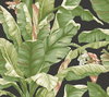 Banana Leaf Black & Green Peel & Stick Wallpaper, by York Wall, 20' length x 2'3" width x 0.02" depth thumbnail 1