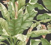 Banana Leaf Black & Green Peel & Stick Wallpaper, by York Wall, 20' length x 2'3" width x 0.02" depth thumbnail