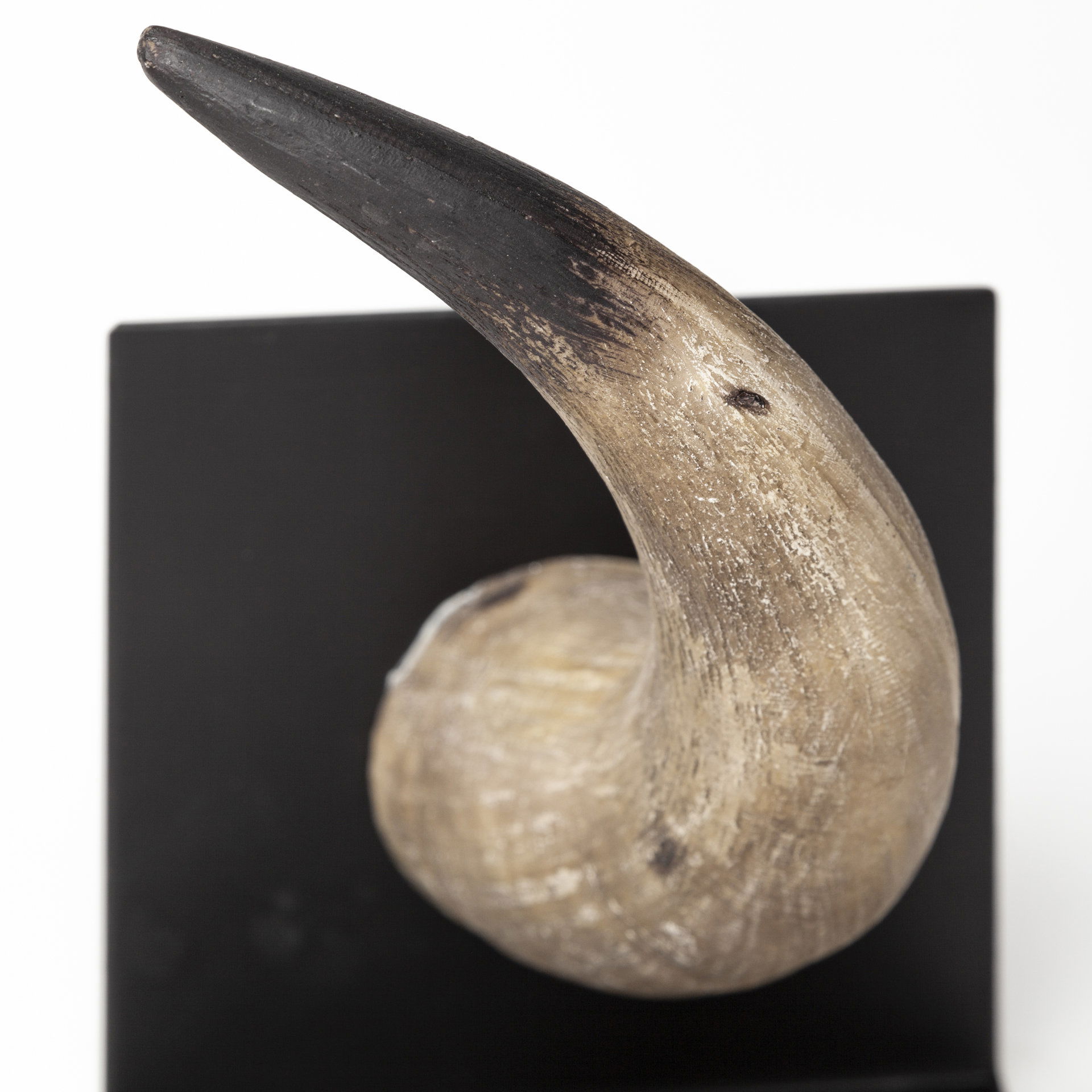 Nickerson (Set of 2) 6L x 7W Bull Horn Bookends, by Mercana, 5.5" length x 6.5" width x 5.51" height View 7