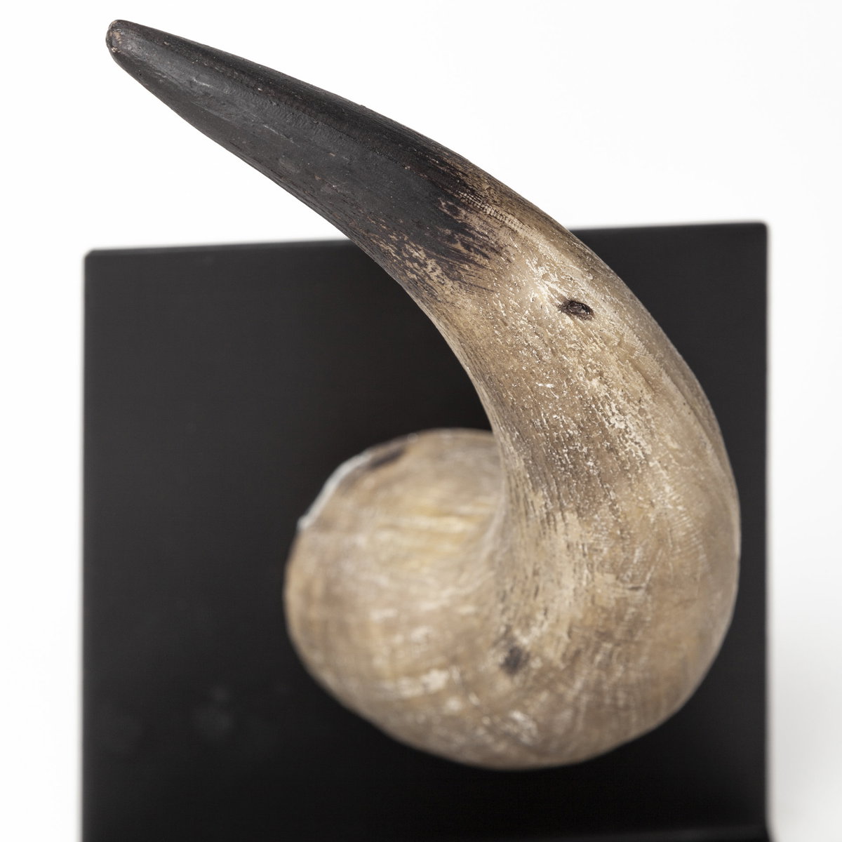 Nickerson (Set of 2) 6L x 7W Bull Horn Bookends, by Mercana, 5.5" length x 6.5" width x 5.51" height View 7