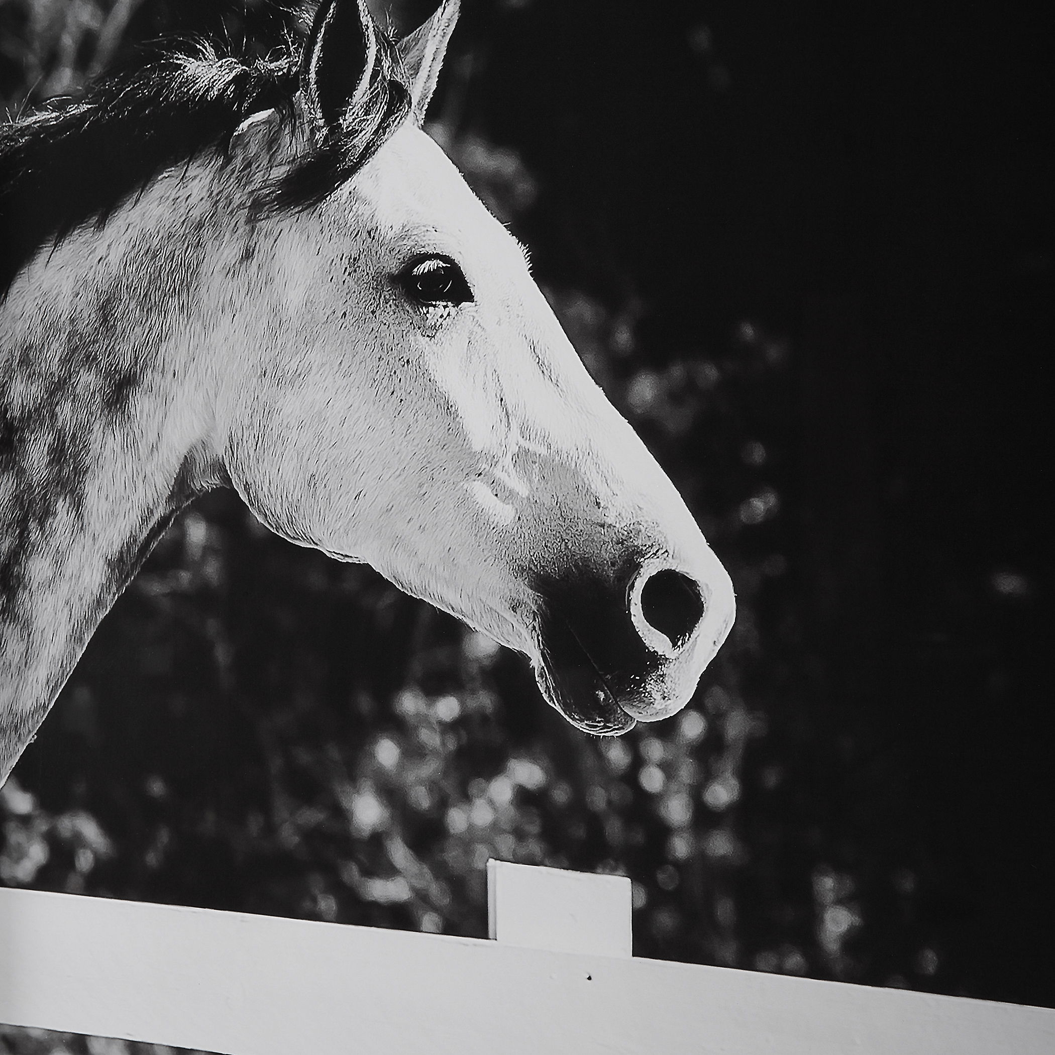 Galloping Forward Equine Prints, Set/3 large image 