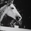 Galloping Forward Equine Prints, Set/3 thumbnail 5