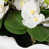 Opulence Orchid Centerpiece With Bowl thumbnail 2