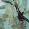 Bahati Wood Blue Sculpture thumbnail 6