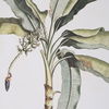 Banana Palm Framed Prints, Set/2 thumbnail 4