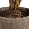 Zamia Palm Accent In Planter, Decorative by Uttermost, 43" width x 57.75" height x 43" depth thumbnail 5