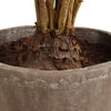 Zamia Palm Accent In Planter, by Uttermost, 43" width x 57.75" height x 43" depth thumbnail 5