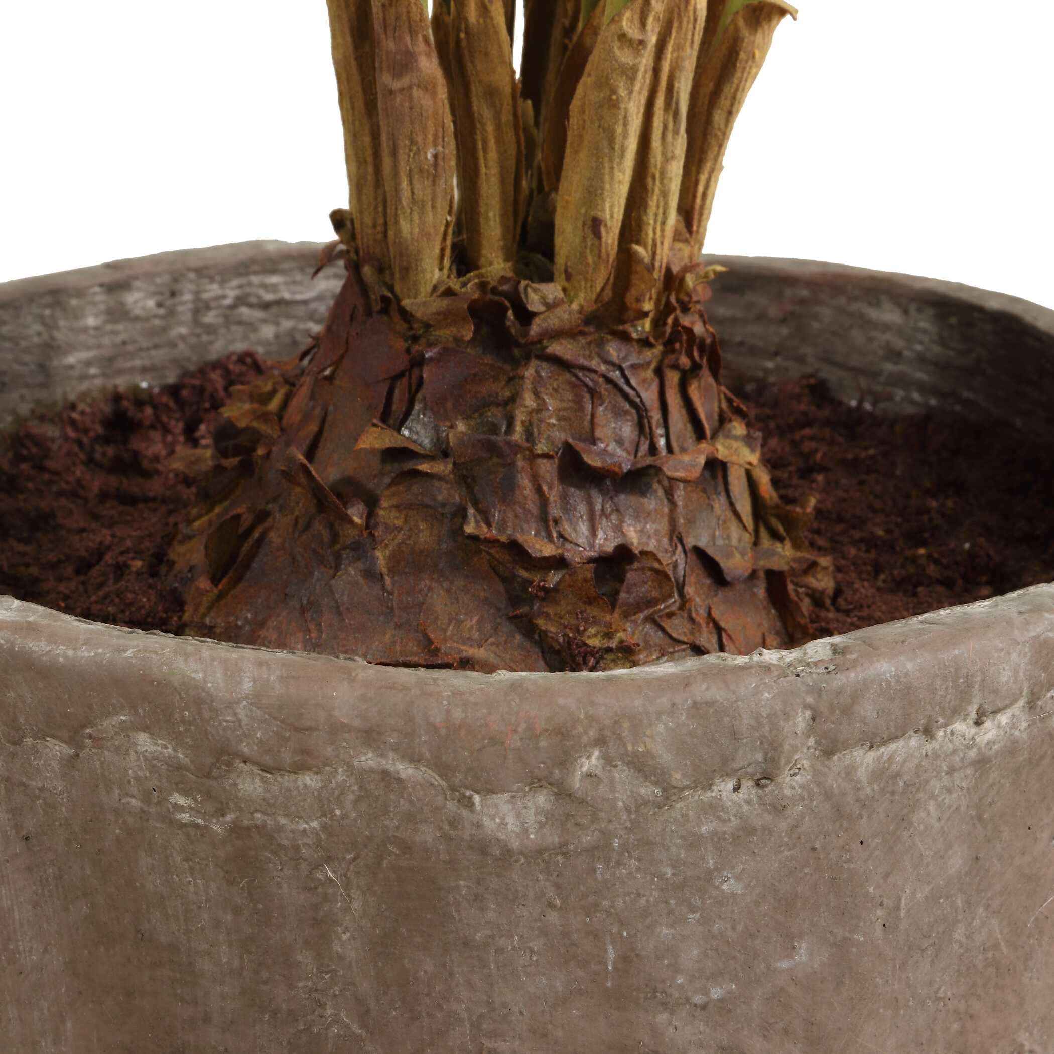 Zamia Palm Accent In Planter large image 