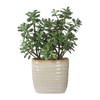 Crassula Jade Accent Plant, Artificial Plants & Flower by Uttermost, 18" width x 23.5" height x 13.75" depth thumbnail 5