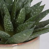 Doha Succulent Accent, Artificial Plants & Flower by Uttermost, 11" width x 10.5" height x 9" depth thumbnail 5