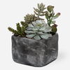 Alverio Desert Garden Succulents thumbnail 0