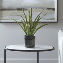 Online Designer Bedroom Tucson Aloe Planter