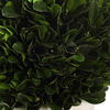Preserved Boxwood Domes Set/2 thumbnail 3