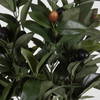 Elena Olive Centerpiece, Artificial Plants & Flower by Uttermost, 20" width x 28" height x 20" depth thumbnail 3