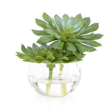Online Designer Other John Richard Double Succulent Plant