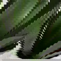 Online Designer Dining Room Tierra Agave Centerpiece With Vase