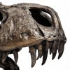 Lagrane 19L x 11W Brown Resin Tyrannosaurus T Rex Dinosaur Skull Replica thumbnail 7