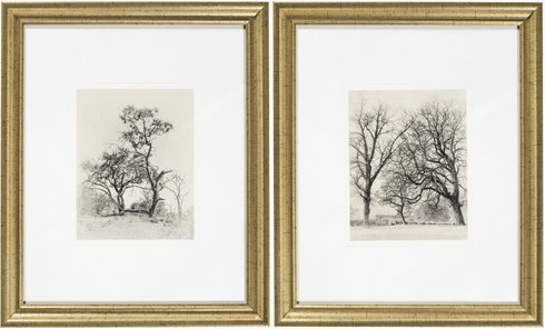 Coconino Framed Art