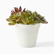 Online Designer Living Room Faux Potted Tabletop Succulent