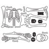 Skeleton Glow In The Dark Giant Wall Decals, by York Wall, 3' length x 1'5.25" width x 0.02" depth thumbnail
