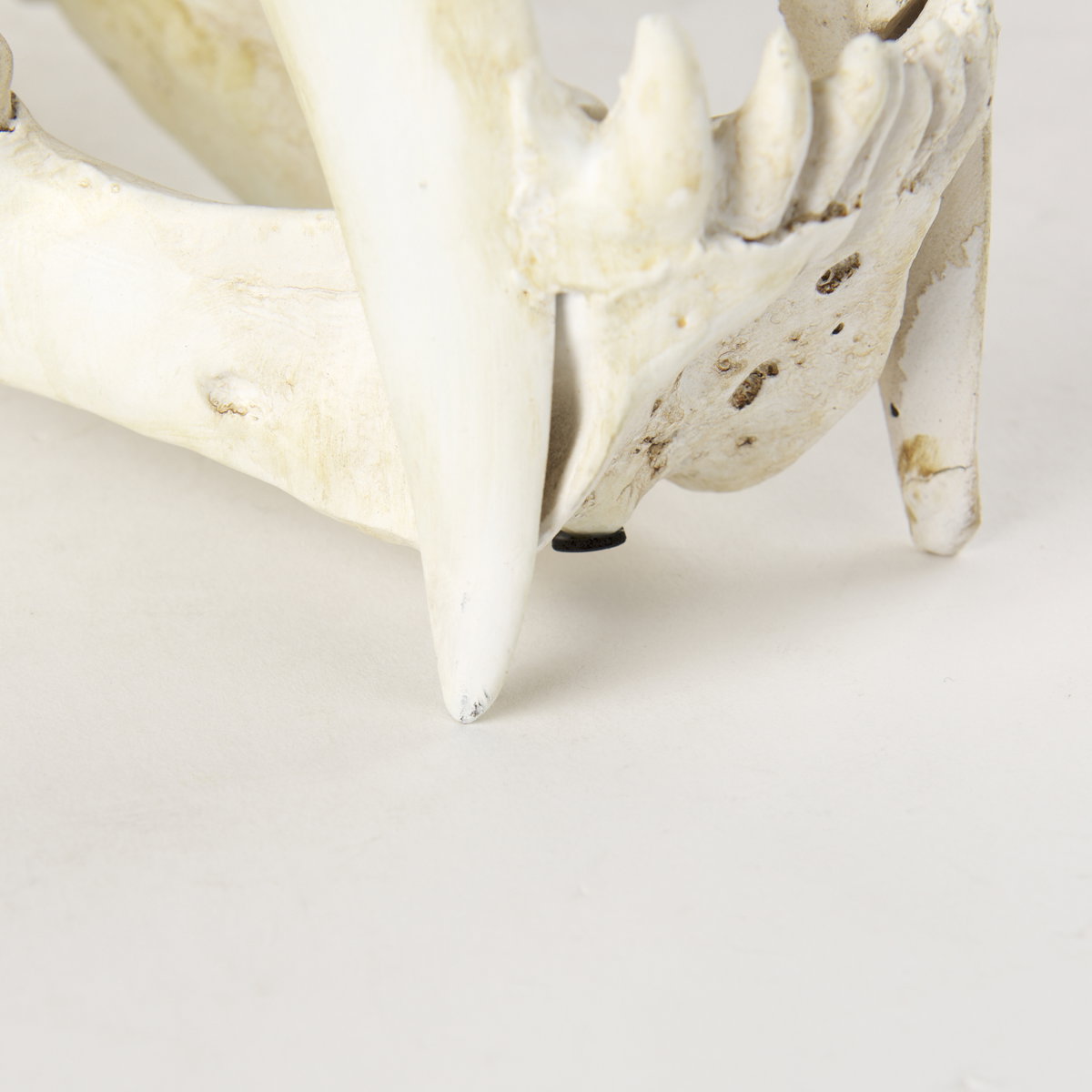 Fozzil 9L x 9W Resin Sabretooth Skull Replica, Decorative Object by Mercana, 9" length x 9.06" width x 14.96" height View 12