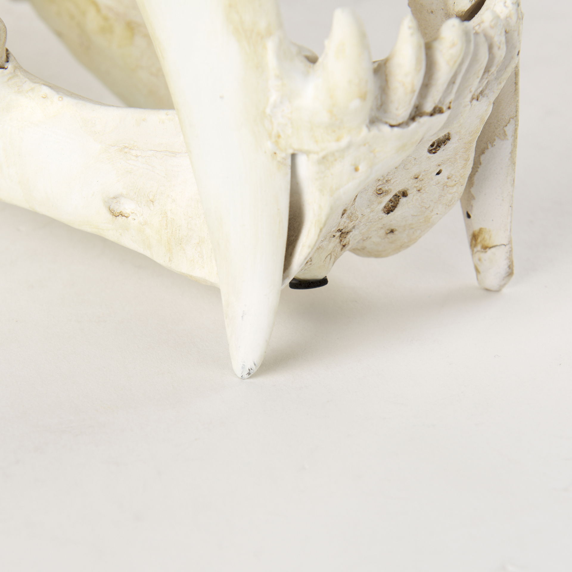 Fozzil 9L x 9W Resin Sabretooth Skull Replica large image 