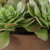 Sable Succulent Accent In Pot, Artificial Plants & Flower by Uttermost, 13.25" width x 8.5" height x 13.25" depth thumbnail 7
