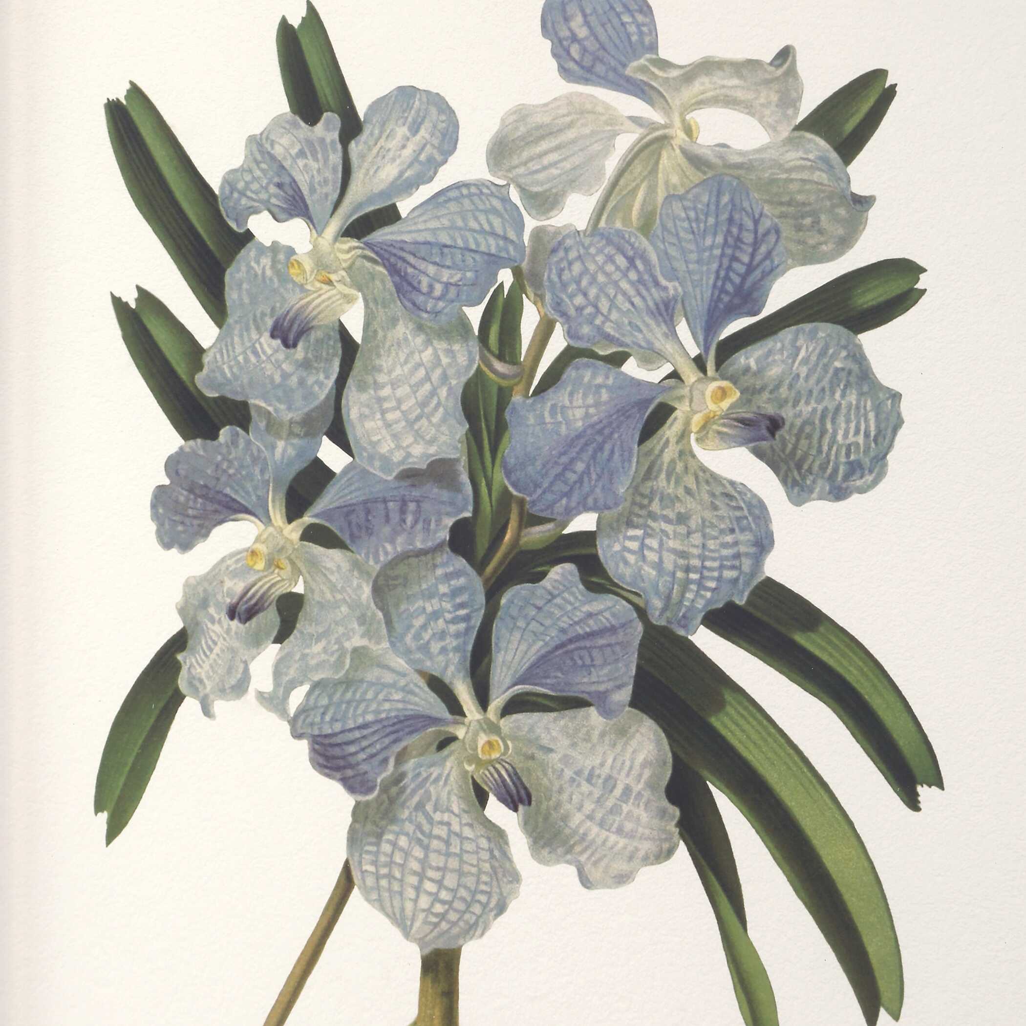 Orchid Botanical Framed Prints Set/6, Painting by Uttermost, 20.5" width x 24.5" height x 2" depth View 6