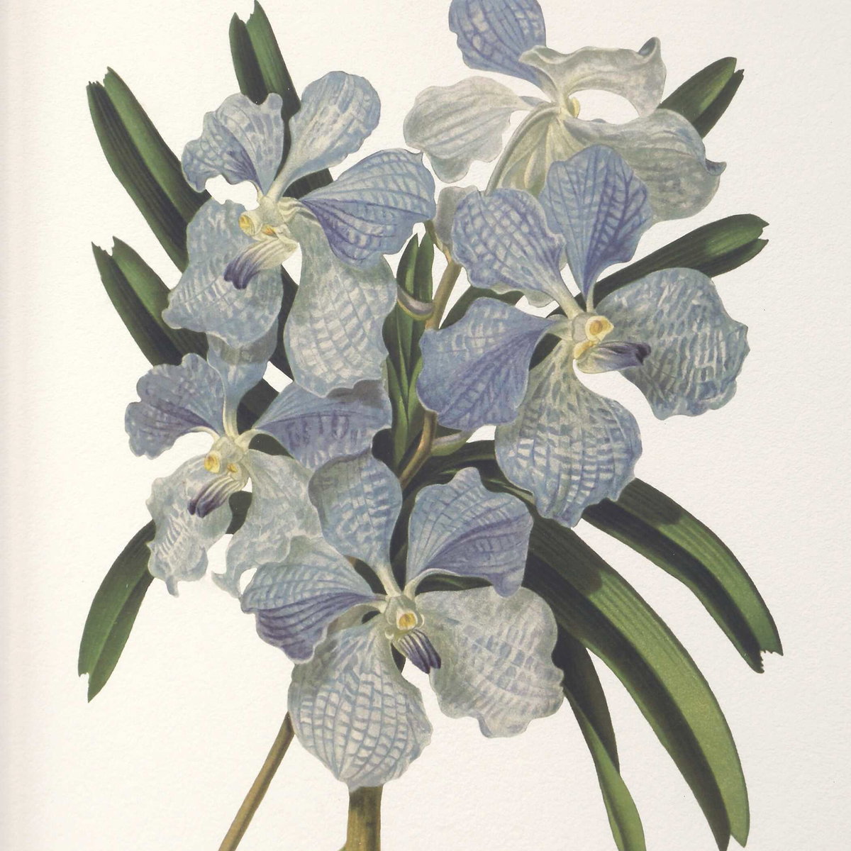 Orchid Botanical Framed Prints Set/6, Painting by Uttermost, 20.5" width x 24.5" height x 2" depth View 6