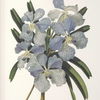 Orchid Botanical Framed Prints Set/6 5 Orchid Botanical Framed Prints Set/6 thumbnail 5