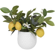 Online Designer Living Room Positano Lemon In White Pot