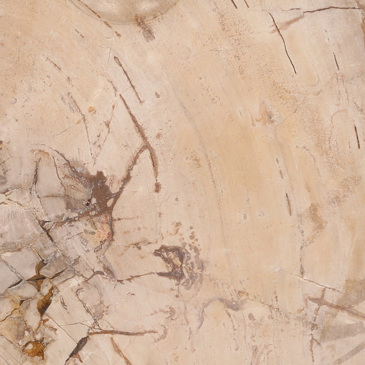 Brittany Coffee Table Natural Large, by Dovetail, 25.6" width x 15.5" height x 25.6" diameter x 25.6" depth View 4