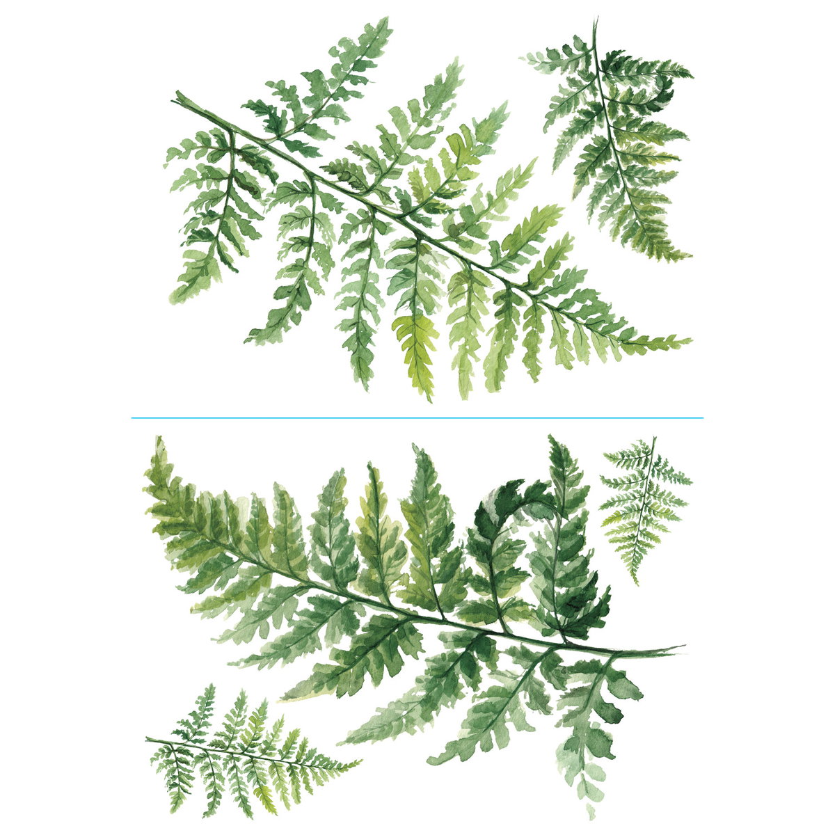 Watercolor Fern XL Giant Wall Decals, by York Wall, 3' length x 2'2.12" width x 6.45" depth