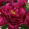 Prima Peony Bouquet thumbnail 5