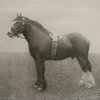 Equine Dynasty Framed Prints Set/9, Art by Uttermost, 15.87" width x 13.87" height x 1.5" depth thumbnail 6