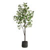 Eden Potted Fig Tree thumbnail 0