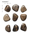 Pebbles Walnut Wood Wall Décor Set/9, Sculptural Wall Art by Uttermost, 6" width x 5" height x 2" depth thumbnail 3