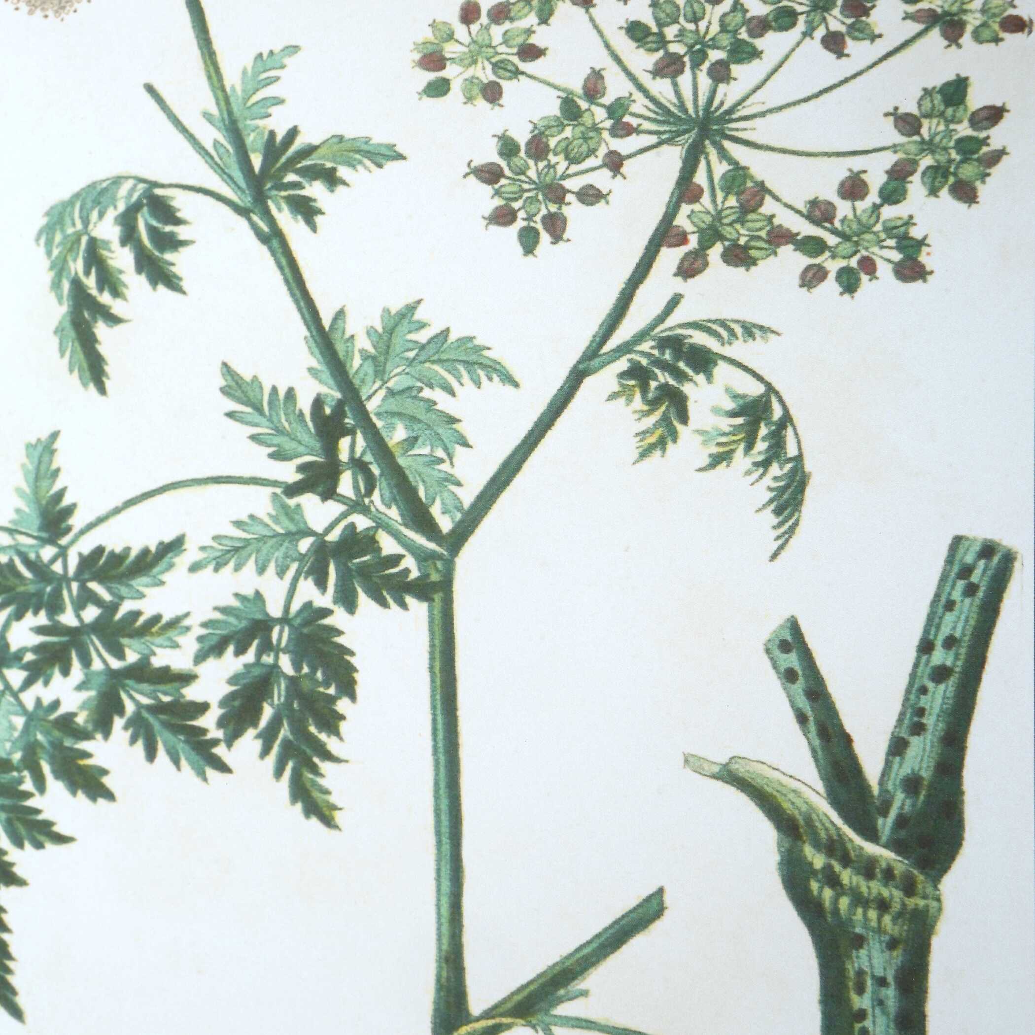 Antique Botanicals Framed Prints Set/9 large image 