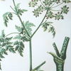 Antique Botanicals Framed Prints Set/9 thumbnail 5
