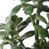 Crassula Jade Accent Plant, Artificial Plants & Flower by Uttermost, 18" width x 23.5" height x 13.75" depth thumbnail 6